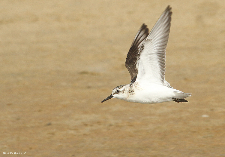 Sanderling Calidris alba     Maagan Michael 10-09-12  Lior Kislev